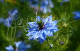nigella sativa